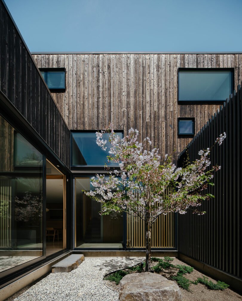 A small blossoming tree stands in a gravel courtyard surrounded by modern dark wood-panelled buildings with large windows.